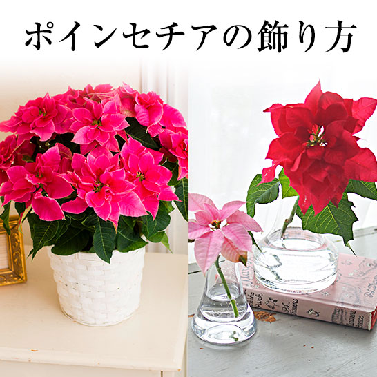 クリスマスにポインセチア鉢植えをもっと楽しみたい方へ!おすすめの飾り方・楽しみ方い