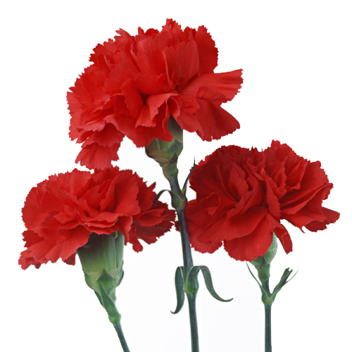 �J�[�l�[�V����