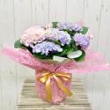 �t�H�g�M�������[�摜