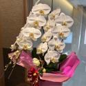 �t�H�g�M�������[�摜