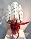 �t�H�g�M�������[�摜