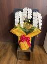 �t�H�g�M�������[�摜