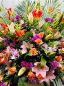�t�H�g�M�������[�摜