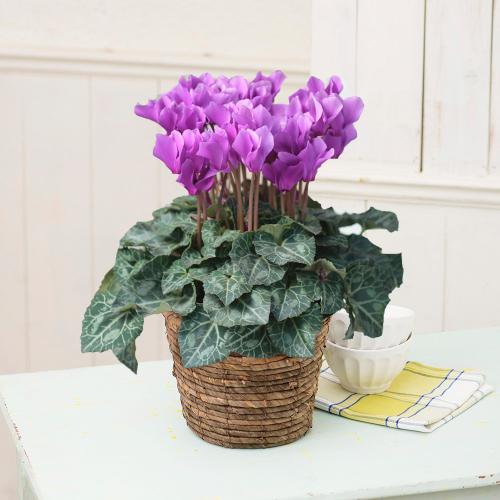 花鉢